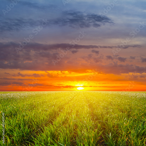 summer green prairie with grass at the dramatic sunset, beautiful rural outdoor background