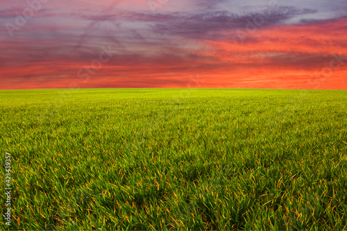 summer green prairie with grass at the dramatic sunset  beautiful rural outdoor background