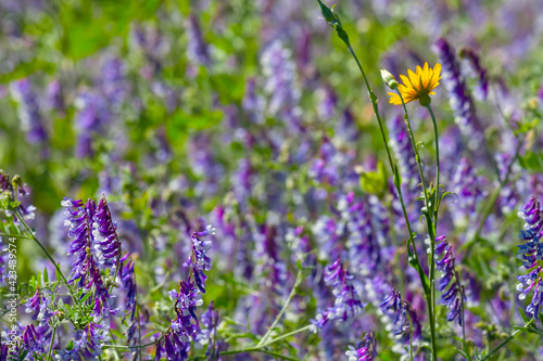 closeup wild prairie flowers  summer outdoor countryside background