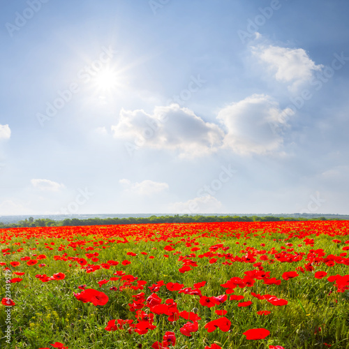 red poppy flower field under a sparkle sun  summer countryside natural background