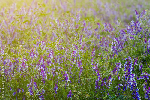 closeup wild prairie flowers, summer outdoor countryside background