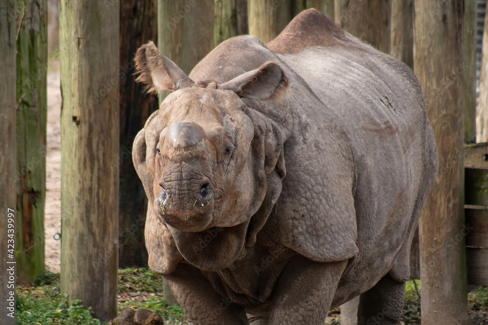 Naklejka premium Indian rhino