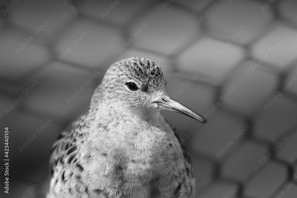close up of a ruff