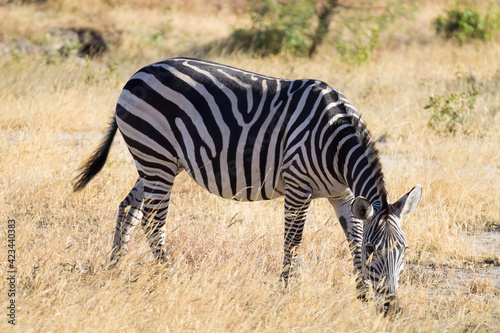 Zebra close up  Tarangire National Park  Tanzania