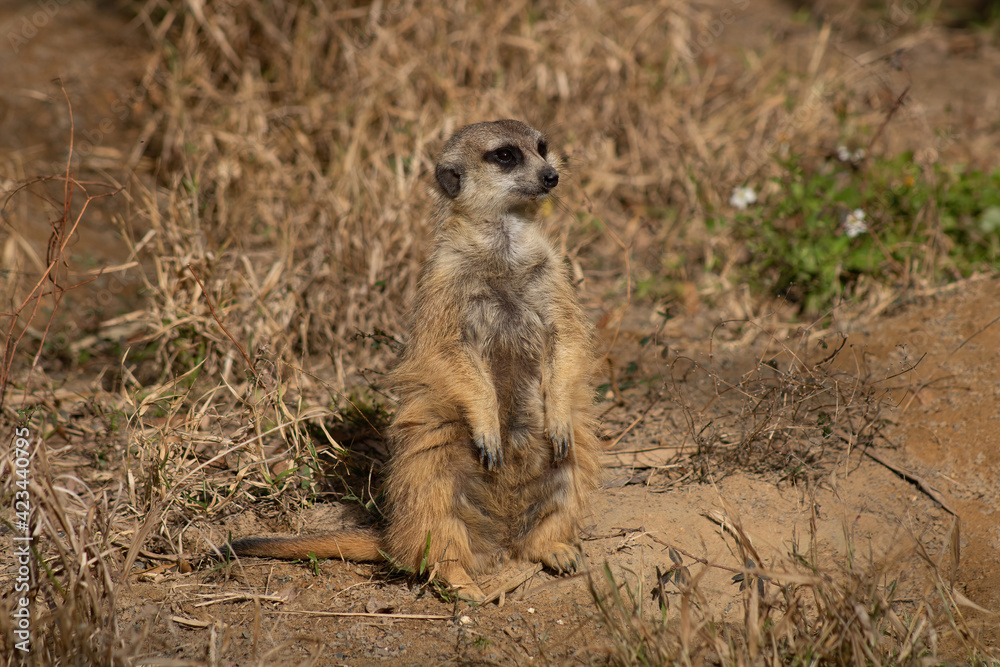 Fototapeta premium An alert meerkat