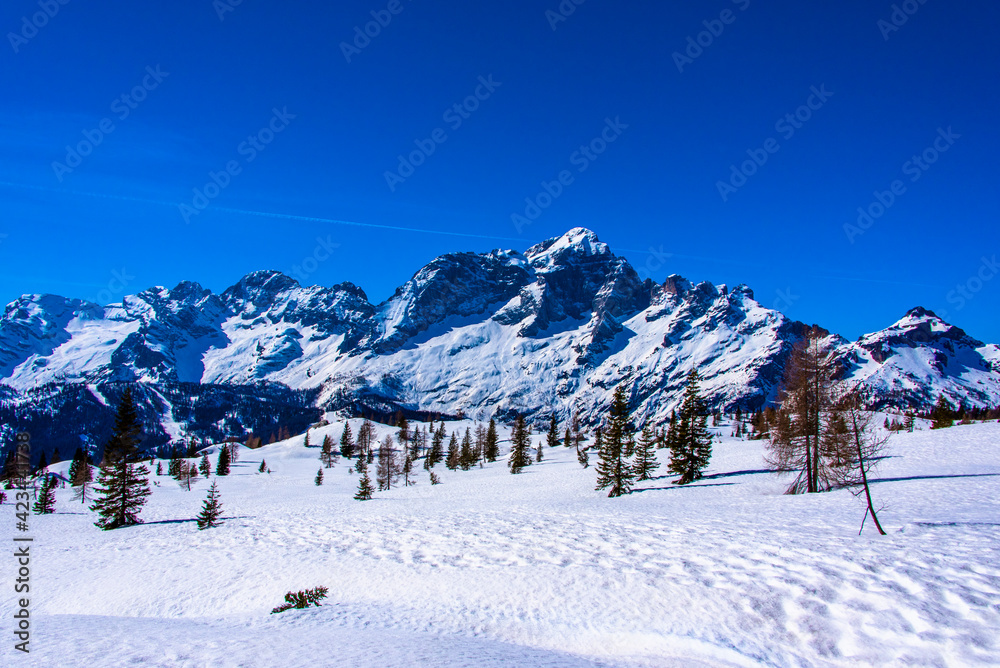 pines, snow and dolomites