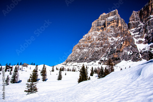 pines, snow and dolomites_1