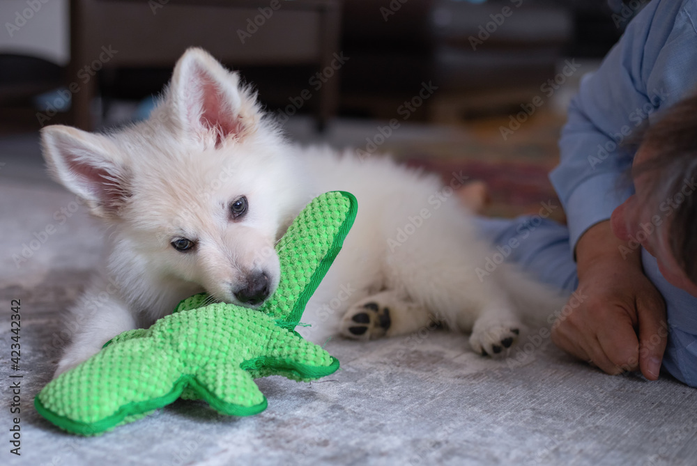 Weißer Schäferhund Welpe spielt mit Stofftier Stock-Foto | Adobe Stock