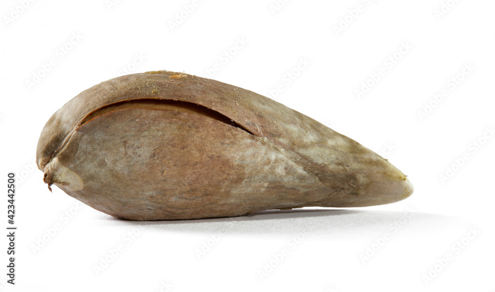 Obraz premium Dried avocado stones from juicy fruits