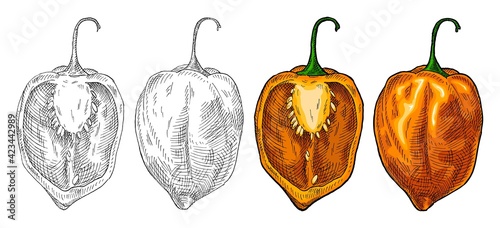Whole and half pepper habanero. Vintage hatching vector illustration. photo