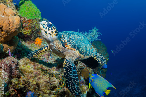 A hawksbill turtle on a tropical Caribbean reef