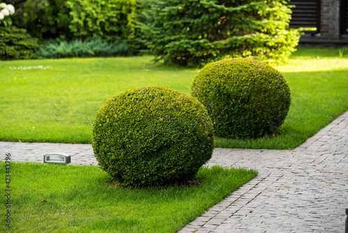round boxwood bushes in decoration landscape design