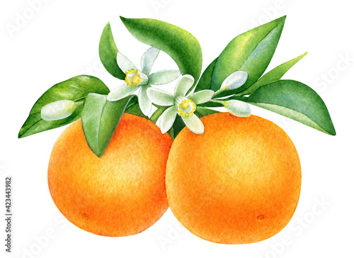 Watercolor oranges on a branch with green leaves and flowers