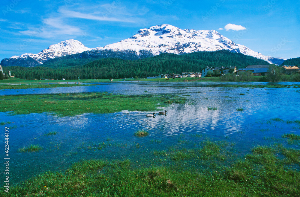 Swiss alps: Nature reserve next to Samedan golf course in the upper Engadin