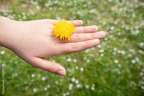 Female hand showing a dandelion like a precious ring. A field of daisies on the background. Springtime concept.