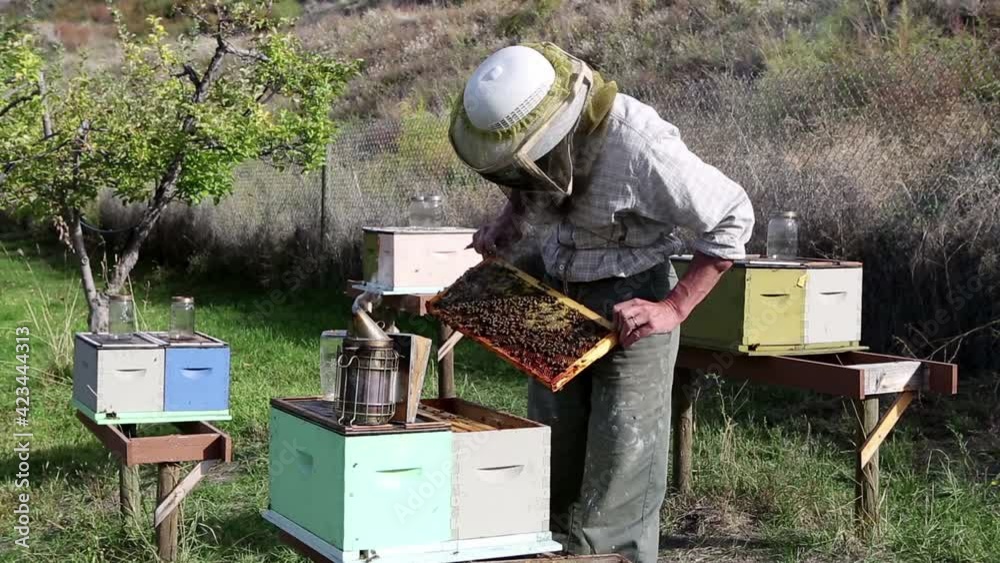 Beekeeper Apiary Honey Agricultural Occupation Beekeeper Apiary Honey Agricultural Occupation