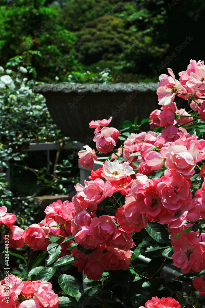Beautiful roses blooming in the garden Beautiful roses blooming in the garden