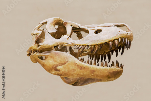 The skull of the predatory dinosaur tarbosaurus (Latin: Tarbosaurus bataar) isolated on a white background. Paleontology Late Cretaceous fossil animals. © Victor1153