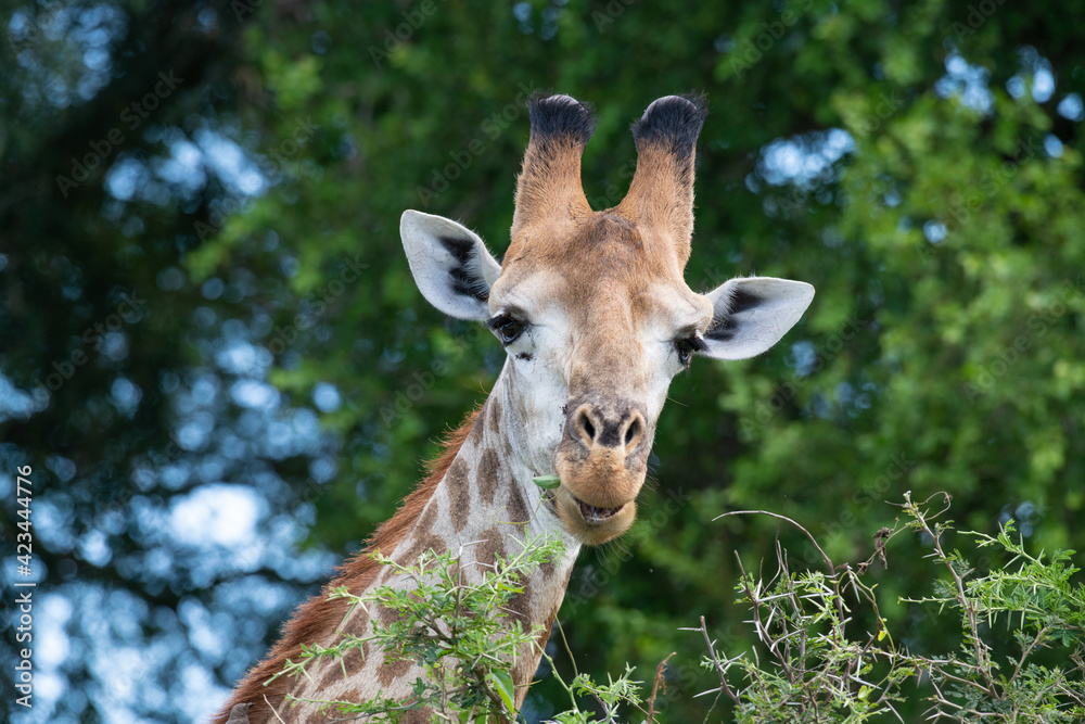 Giraffe eating against green tree. Giraffe's head closeup