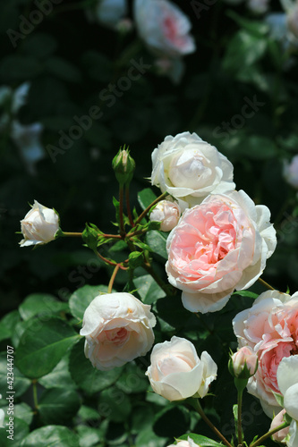 Beautiful roses blooming in the garden