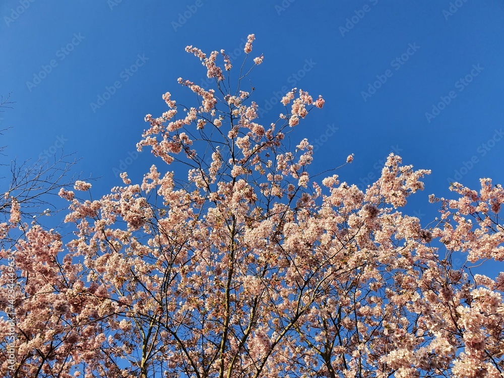 Kirschblüten vor blauem Himmel