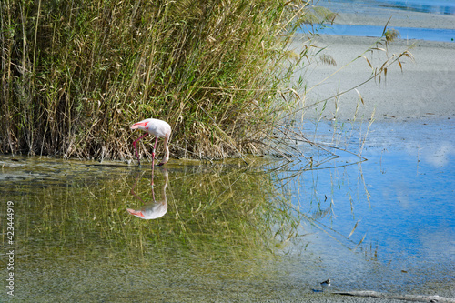 Flamingo at Parco Naturale Molentargius-Saline, Sardinia, Italy