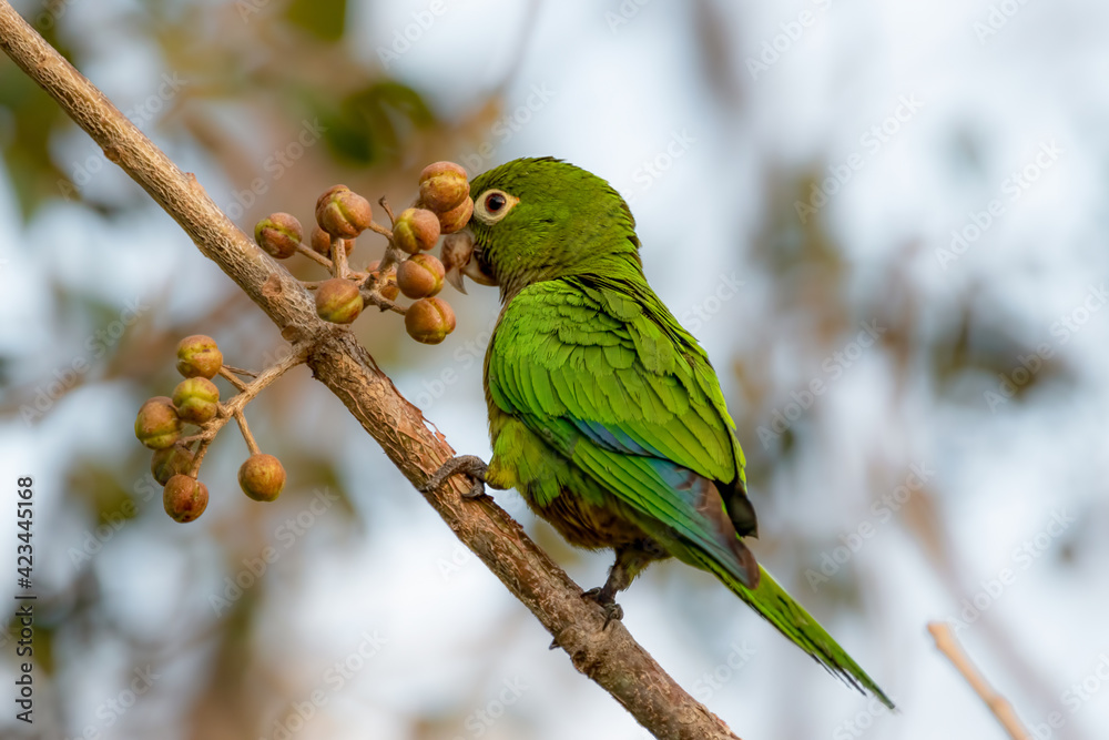 Olive-throated parakeet perched on a branch