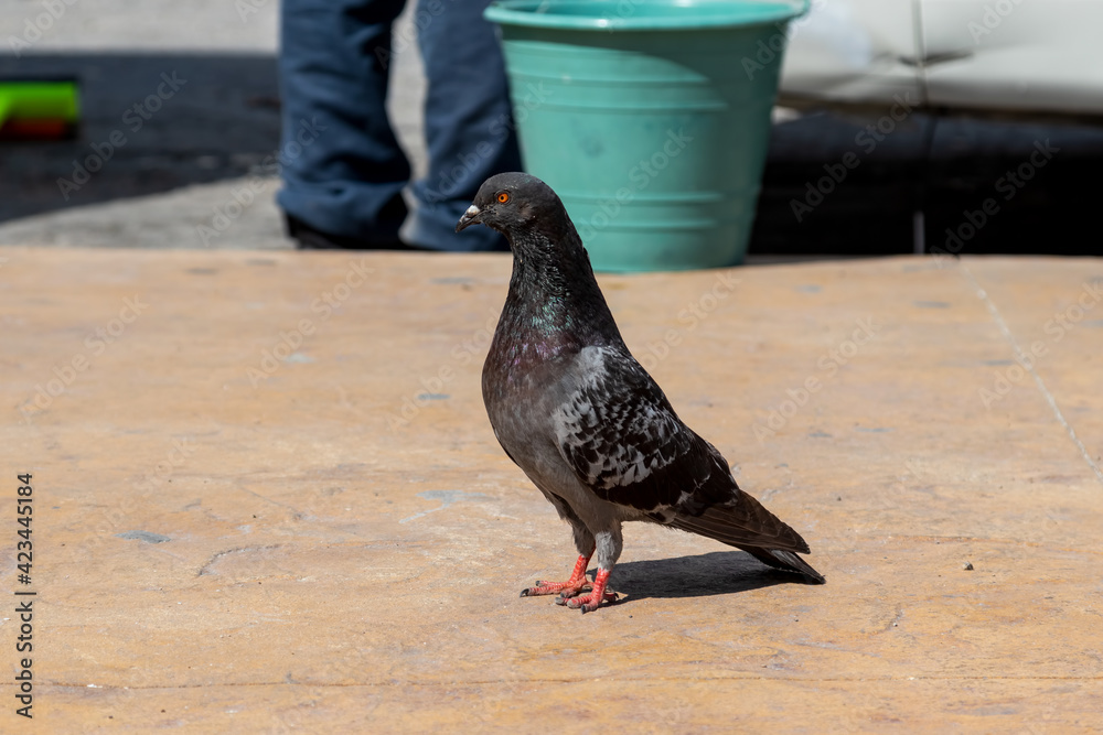 Obraz premium Rock dove (pigeon) with focused orange eyes and bright red feet standing on a sidewal