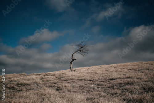 A lonely tree on a deserted hill