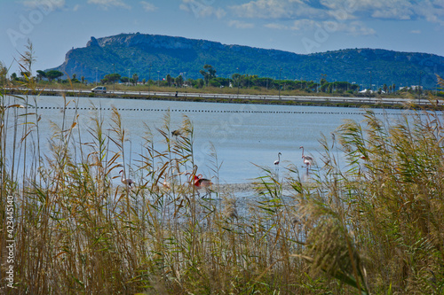 Flamingos at Parco Naturale Molentargius-Saline, Sardinia, Italy