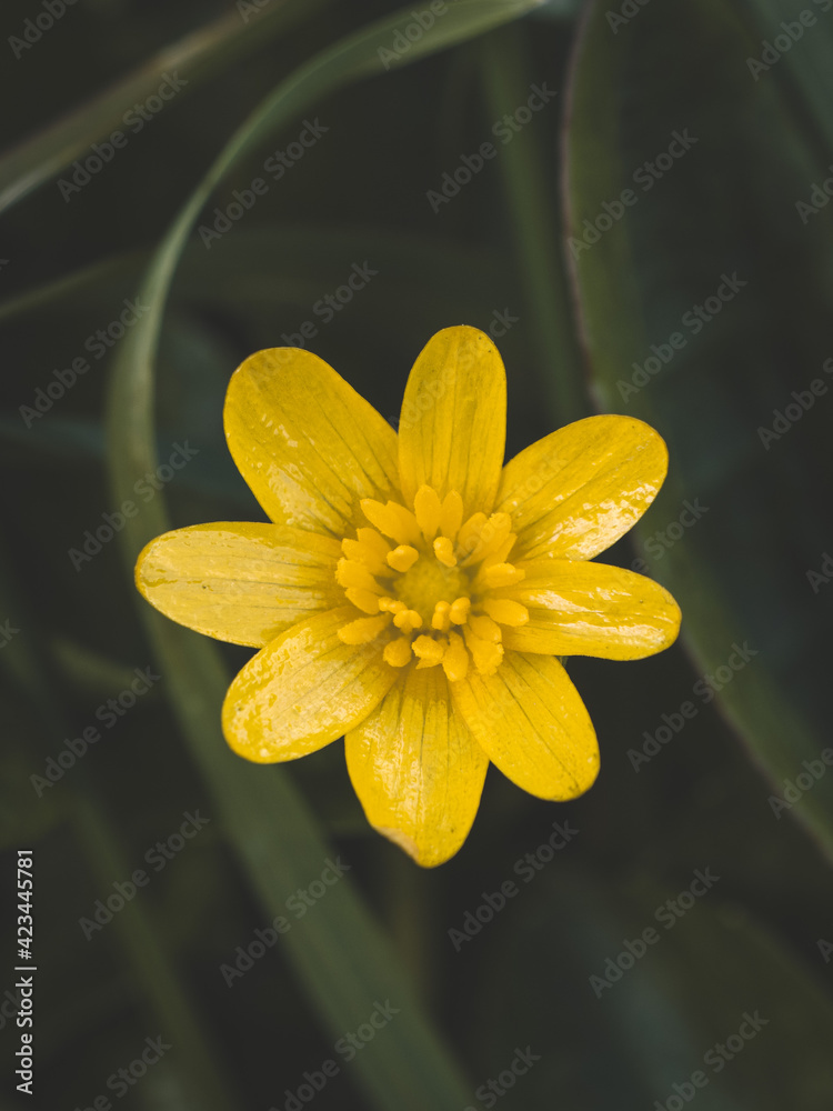 Fototapeta premium Fleur jaune