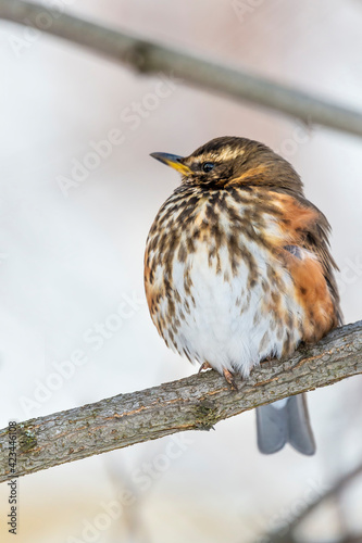 Fotografia Beautiful redwing bird sitting on the branch, Pomerania Poland