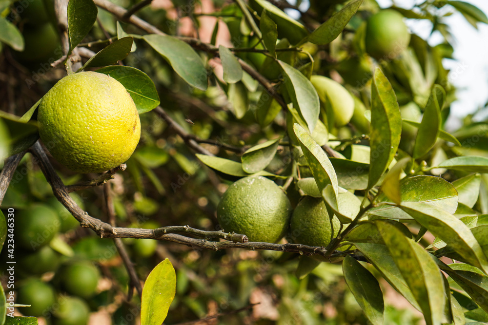 lime growing on tree