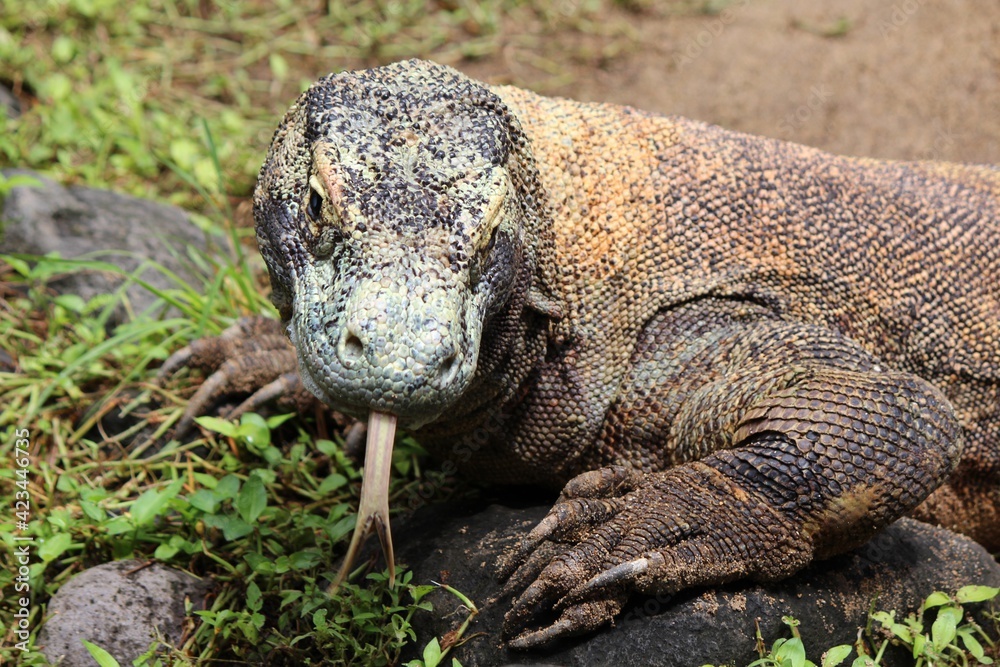 komodo dragon komodo dragon