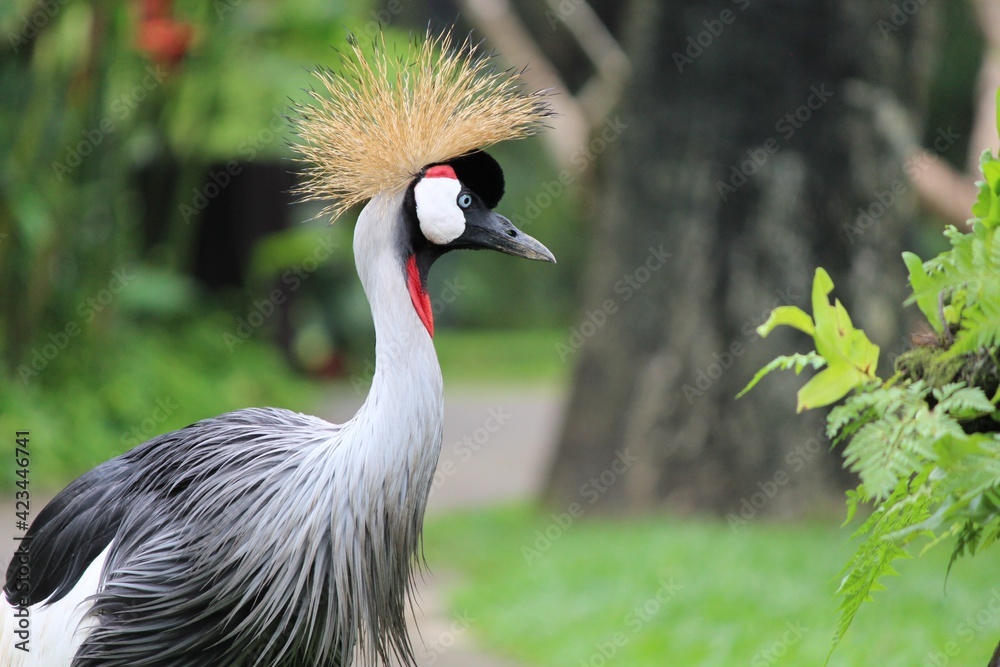 Fototapeta premium grey crowned crane