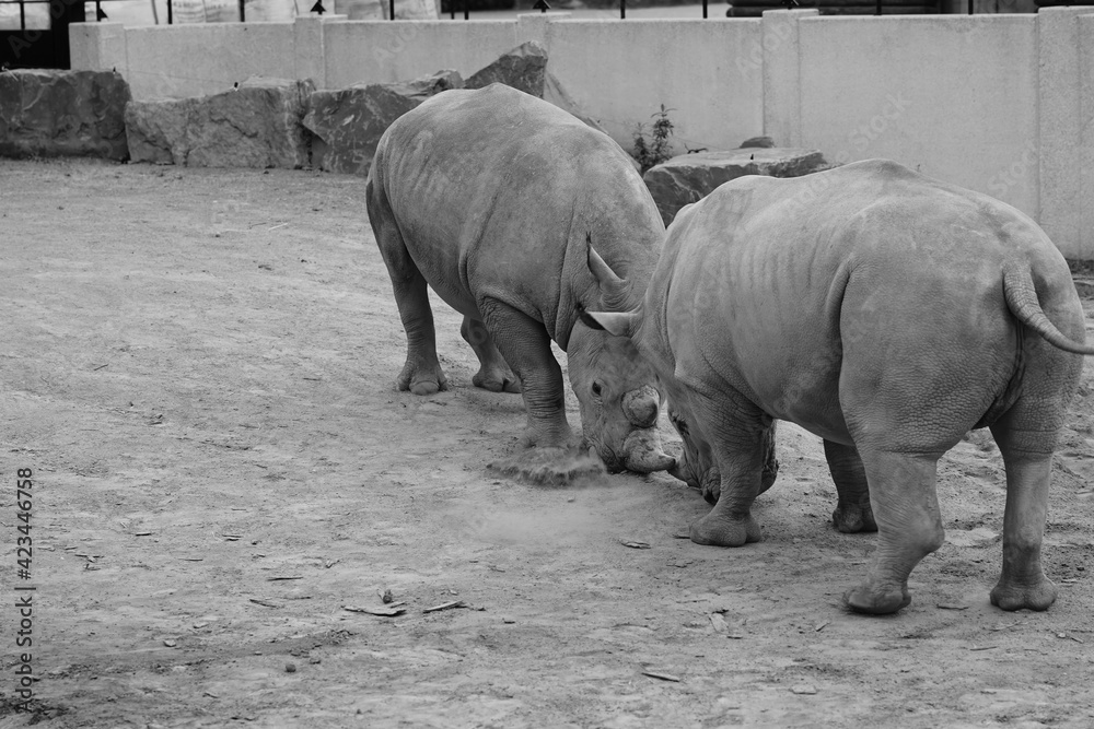 Naklejka premium rhino and calf