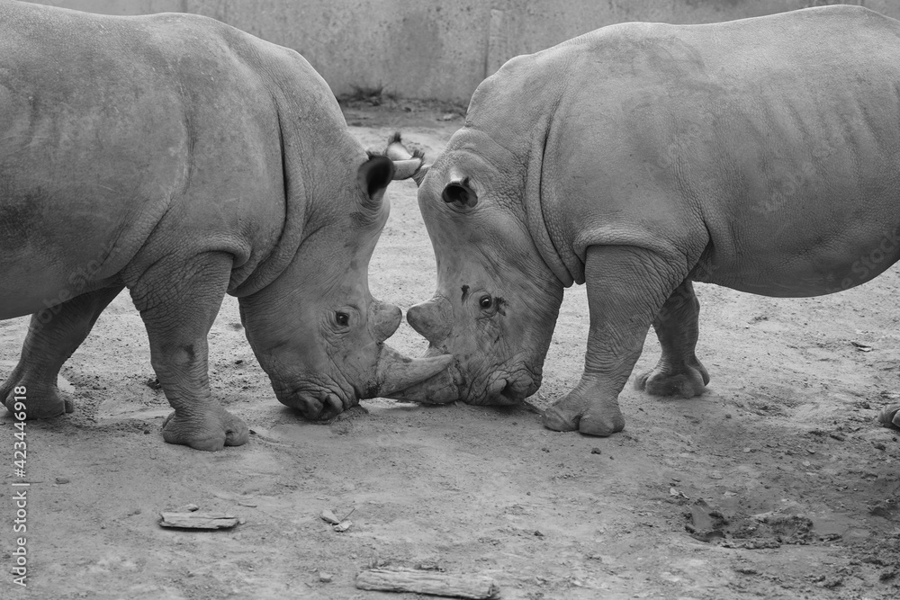 Fototapeta premium rhino in the wild