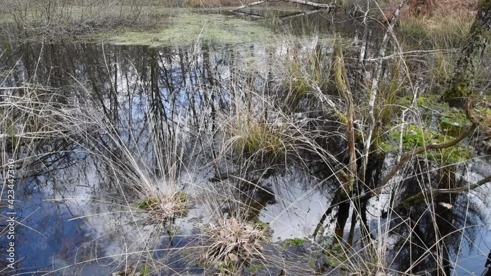 Landscape with a bog in central France, reflections of the trees and herbs swinging in the wind Landscape with a bog in central France, reflections of the trees and herbs swinging in the wind