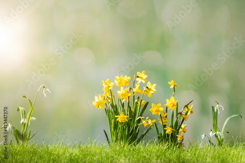 Narcissus flower on moss ground in the garden