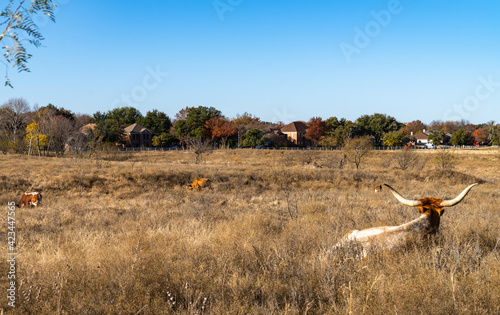 Fototapeta Naklejka Na Ścianę i Meble -  Longhorn at rest with his back toward us and facing three other distant longhorns feeding in the field
