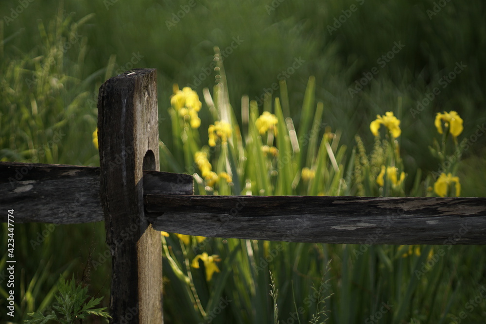 Fototapeta premium old fence