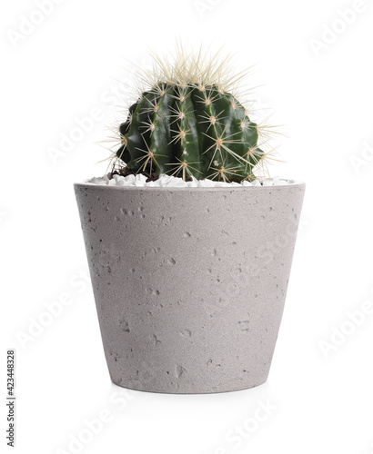 Cactus in pot isolated on white. House plant