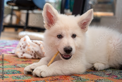 Weißer Schäferhund Welpe liegt im Wohnzimmer auf dem Teppich und knabbert an eine Kaustange photo