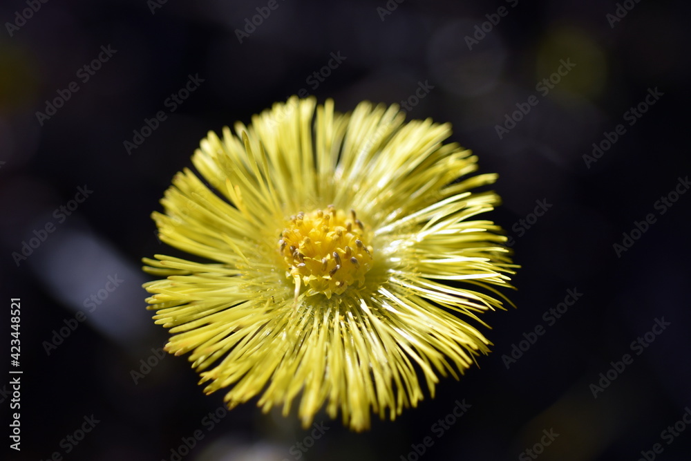 Nahaufnahme eines gelben Huflattichs