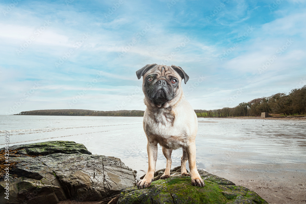 pug dog standing on a rock on the beach pug dog standing on a rock on the beach
