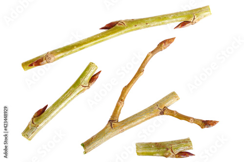 A Set of Black Poplar Stem Fragments with Medicinal Buds (Populus Nigra). Isolated on White Background.