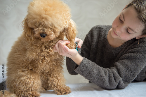 The girl carefully cuts the claws of her dog. Poodle getting a manicur photo