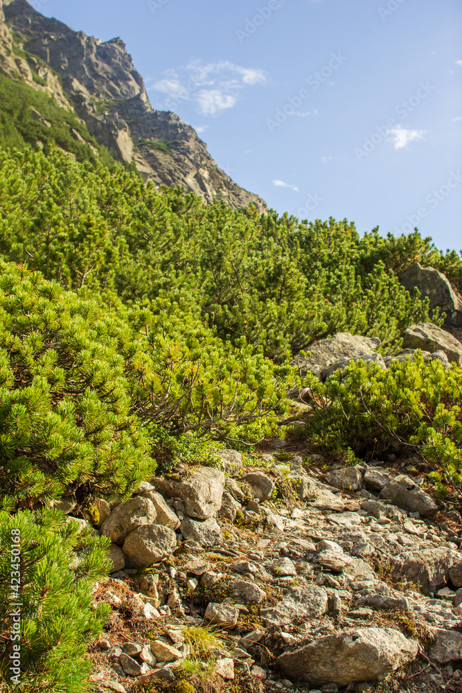 rocky foothills with green shrubs and young pines rocky foothills with green shrubs and young pines