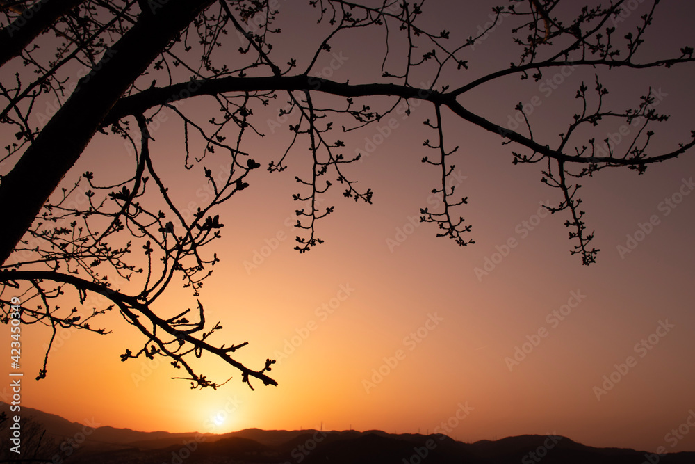 Fototapeta premium silhouette of a tree