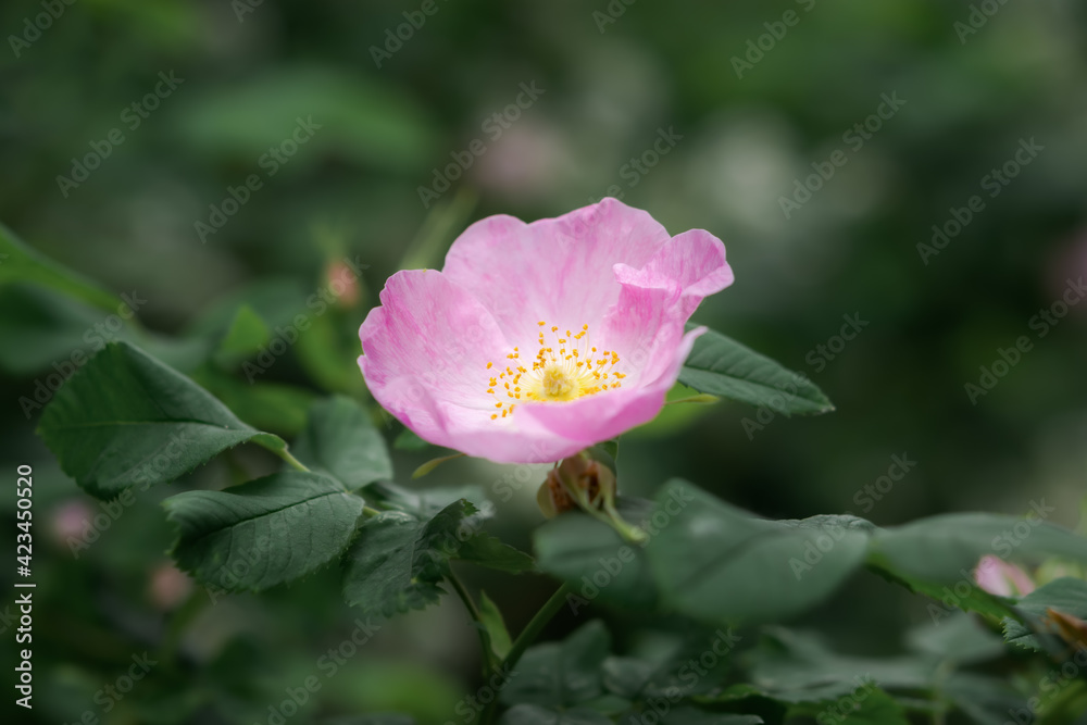 Rosehip bush blooms in the spring garden. A delicate pink flower among green leaves. Macro photography of spring flowers. Beautiful atmospheric natural design with a rose in the center. Soft Focus